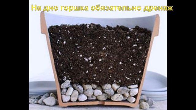 Хобби.Размножение шефлеры черенками (часть2)