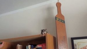 Sugar Gliders -Сахарная сумчатая летяга