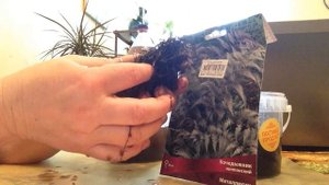 Купила кусочек леса в свой сад. Кочедыжники ниппонские