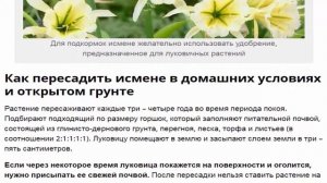 Исмене. Грамотное выращивание и правильный уход.