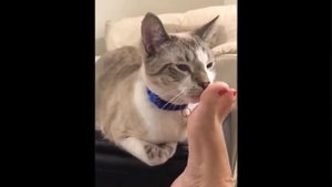 Забавная Реакция Кошек На Запах Ноги Хозяина - Сборник 2022 ?