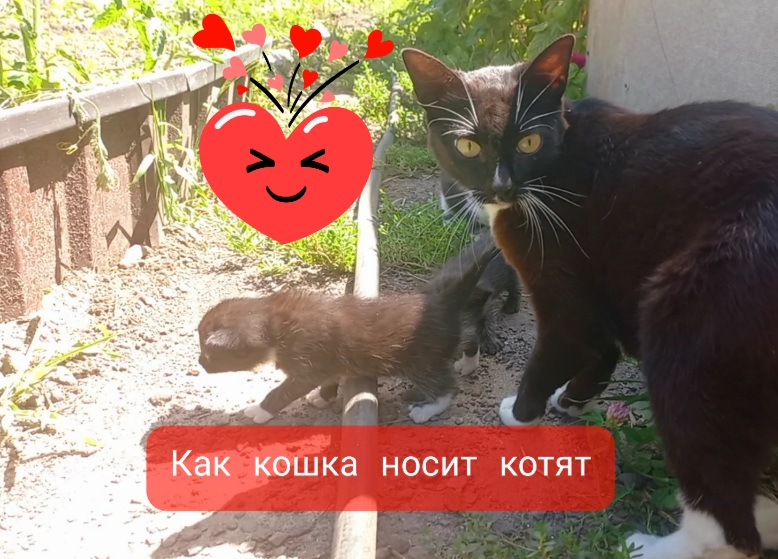 Кошка носит