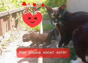 Как кошки носят котят. Кошка и котята.