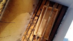 Расширение пчел вторым корпусом