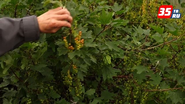 Дача с любовью: как защитить деревья от птиц смотреть онлайн