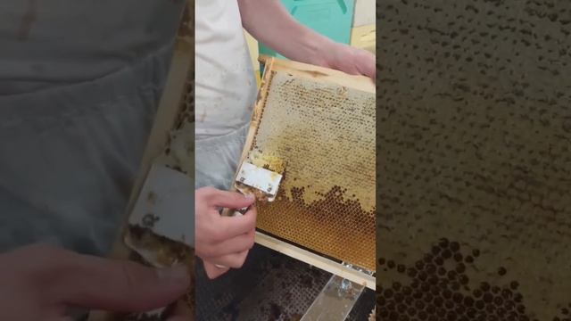 Вскрываем соты для откачки мёда смотреть онлайн