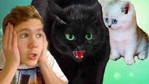 ЧЁРНАЯ кошка! РЫЧИТ на КОТЁНКА! НО!!! МАЛЕНЬКИЙ котёнок! ПОБЕДИЛ!! ВСЕХ!!!