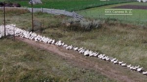 Гуси, утки на выпасе