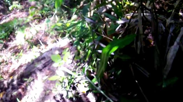 Upper pitcher of a Nepenthes Rafflesiana, Membakut, North Borneo смотреть онлайн
