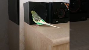 Волнистый попугай поет