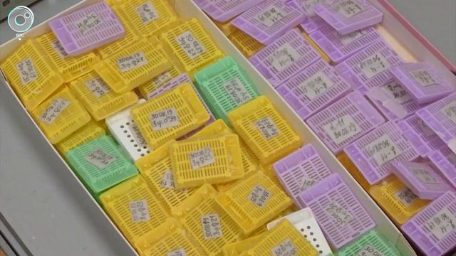 Сибирские ученые получили из коры березы препарат для защиты печени смотреть онлайн