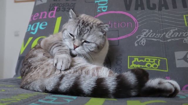 Scottish fold Shower days of funny adventure for my pet | Purrfect Kuma catday #19 смотреть онлайн