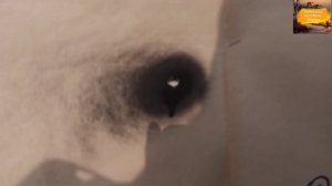 Сравнение картечи: Заводской Главпатрон #8,5 vs Самозарядная картечь #8,5. Какую картечь выбрать?!