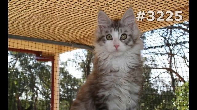 #3225. Коты (В мире животных) смотреть онлайн