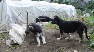 DSCF3075 Щенки восточно-европейской овчарки 3 мес..AVI