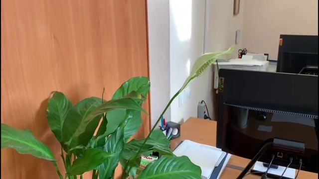 Спатифиллум, расцвети! Как цветет Женское Счастье?