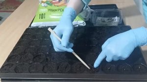 Как вырастить дома бархатцы из семян