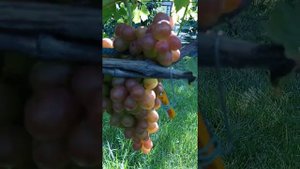 "Каприз" виноград 15.08.2022