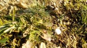 Грибы "птичьи гнезда" и белая вешенка.По грибы 27 октября 2018