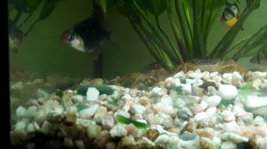 Королевский леопардовый краб ( пантера)