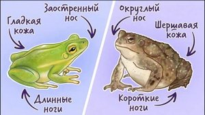 ЛЯГУШКИ и ЖАБЫ - Чем они отличаются друг от друга?