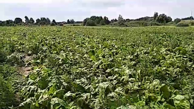 обзор кормовой свеклы и не только ?8 июля 2022 год смотреть онлайн