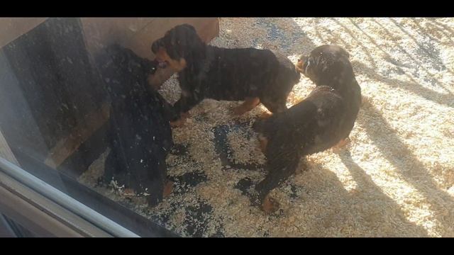 Прогулка щенков ротвейлера Одна девочка и 2 мальчика возраст 56 дней #ротвейлер #чихуахуа смотреть онлайн