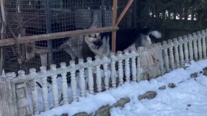У нашей Геры началась течка и она зовет кобеля гулять . Овчарки ВЕО .