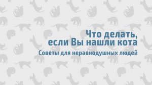 Что делать если нашел бездомного кота или кошку на улице?