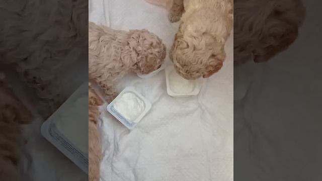 Карликовый пудель. Щенки. смотреть онлайн