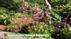 Лучшие почвопокровные растения для полутени. Садовые сокровища.