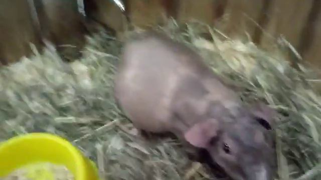 Трогательный зоопарк 😊 смотреть онлайн