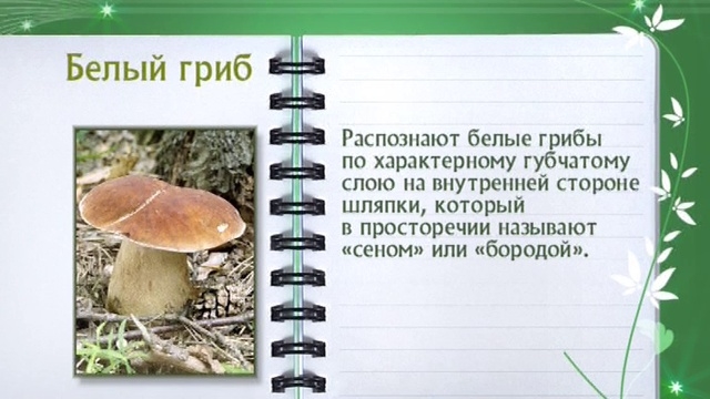 Белый гриб. Кулинарная энциклопедия. Выпуск № 297