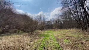 Голоса гончих !