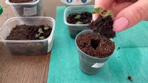 10.03.2021 Пикировка рассады клубневой бегонии. Пикировка петунии.