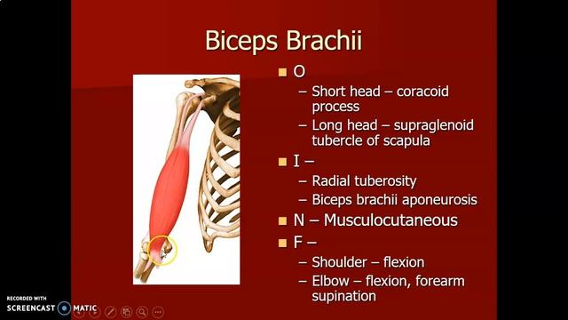 SHOULDER anatomy