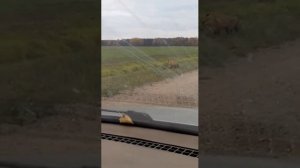 Бешеная лиса