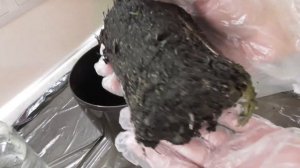 Как вырастить банан в домашних условиях. Часть1