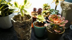 How to help Aeonium New Branches Grow Faster #aeonium #plantcare #succulents