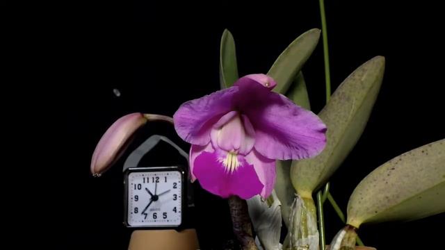 Time Lapse Blooming Cattleya walkerina смотреть онлайн