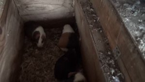 Содержание и разведение морских свинок на улице в Сибири.