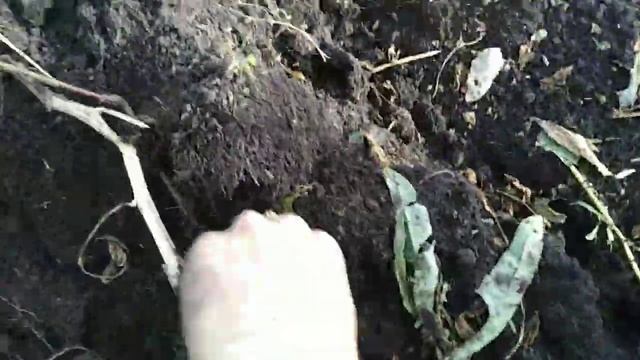 Делаем септик для нового дома/Копаем картошку под мотоблок BRAIT 105/ Из Москвы в Сибирь смотреть онлайн