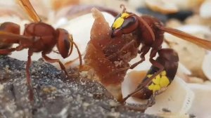 Что едят осы. What do wasps eat