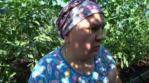 Обрывать или не обрывать листья на помидорах?