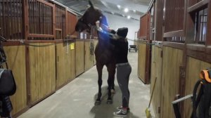 Конная рутина??Мой день на конюшне✌?