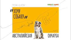 Ток-шоу «Хочу собаку» – Аусси. Что нужно знать, прежде чем завести австралийскую овчарку?