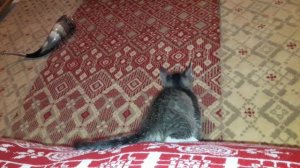 Котёнок лазает по ковру.