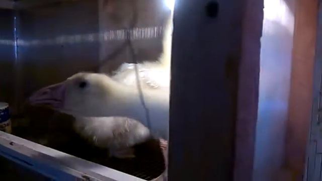 Сколько весит гусенок в 23 дня смотреть онлайн