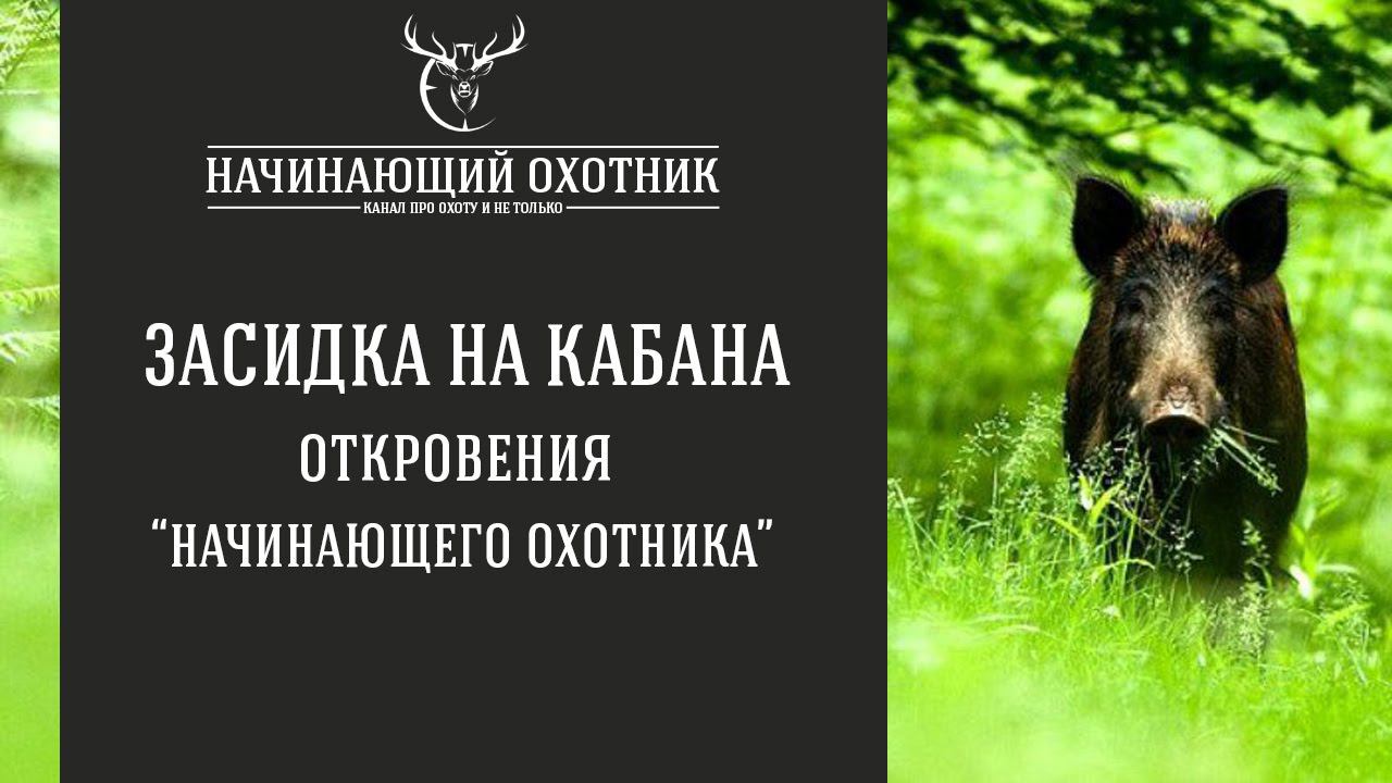 ЗАСИДКА НА КАБАНА НА ОВСАХ / ОТКРОВЕНИЯ НАЧИНАЮЩЕГО ОХОТНИКА