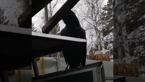 Как приручить ворону